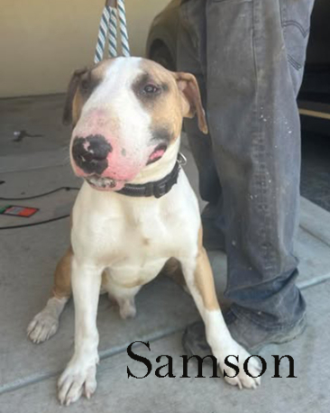 Samson